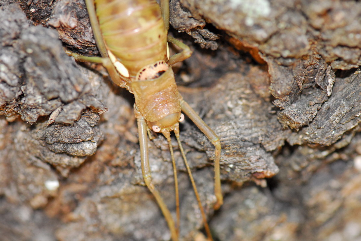 Insetti...Sardegna....4: Uromenus (Bolivarius) brevicollis