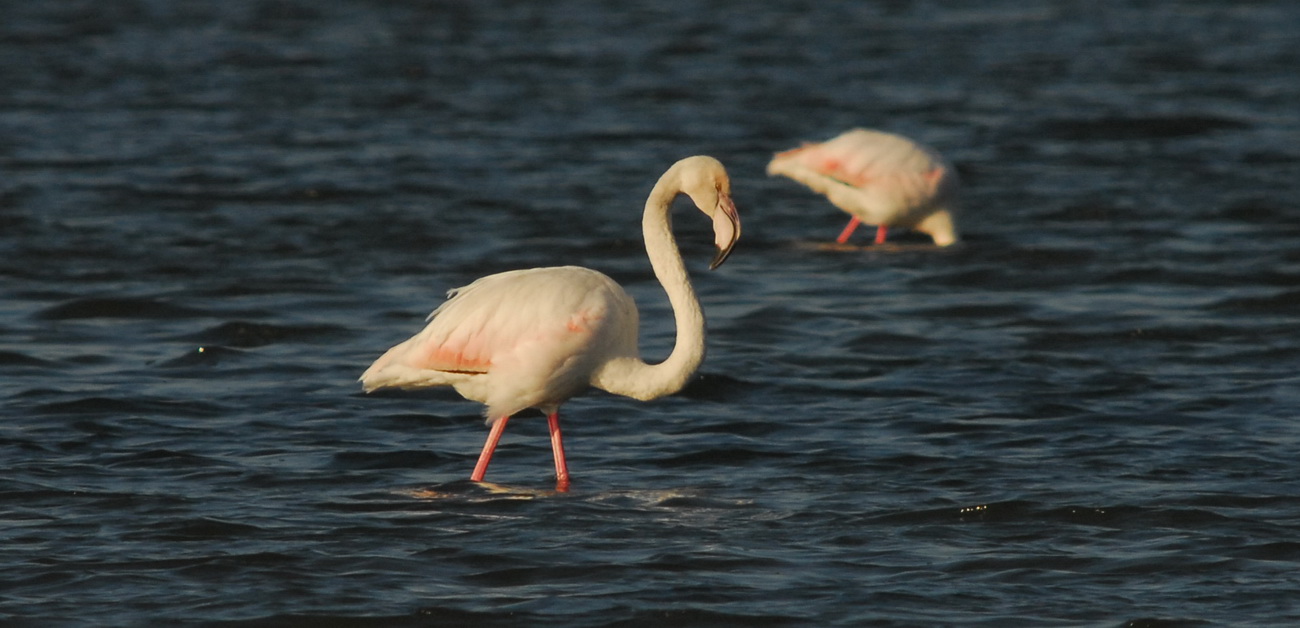 Orbetello...Fenicotteri...Sigma 300 2.8