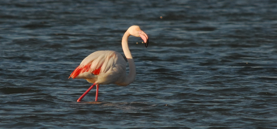 Orbetello...Fenicotteri...Sigma 300 2.8