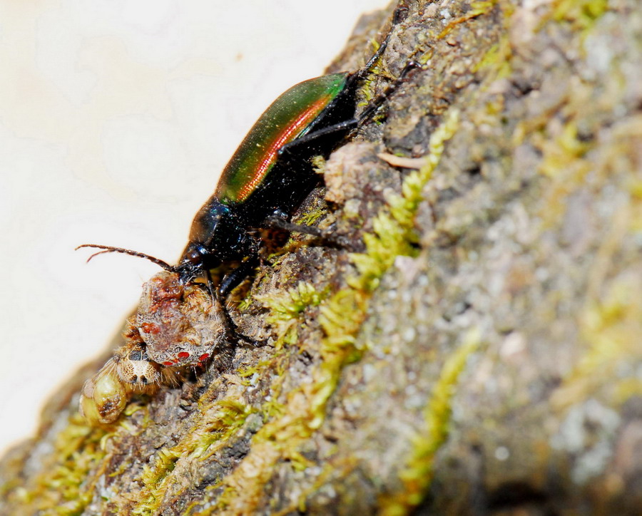 Insetti...Sardegna....1 - Calosoma sycophanta