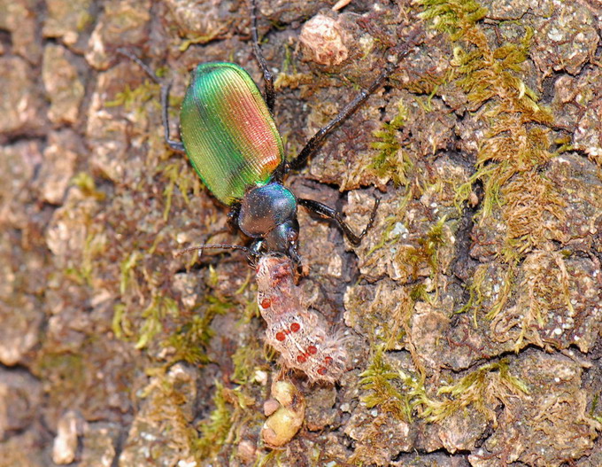 Insetti...Sardegna....1 - Calosoma sycophanta