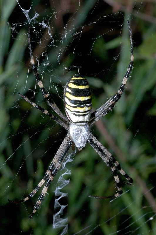 Semplicemente un..argiope