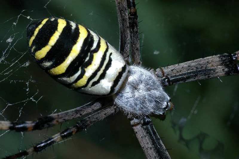 Semplicemente un..argiope