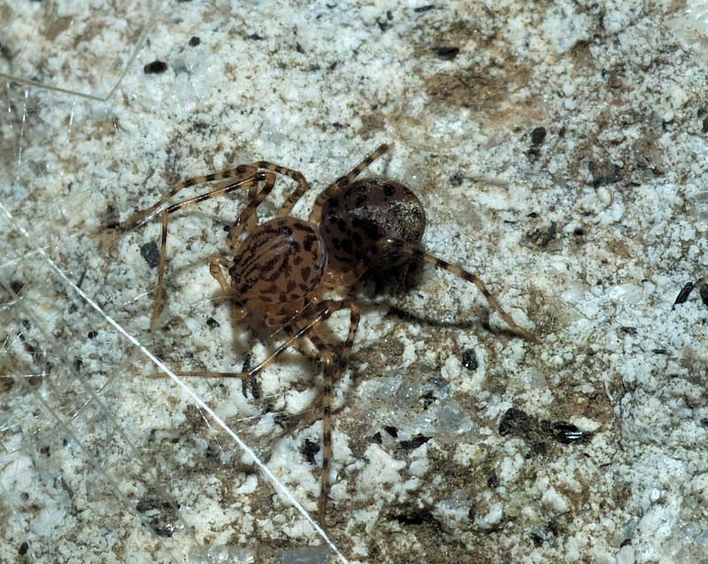 Scytodes thoracica