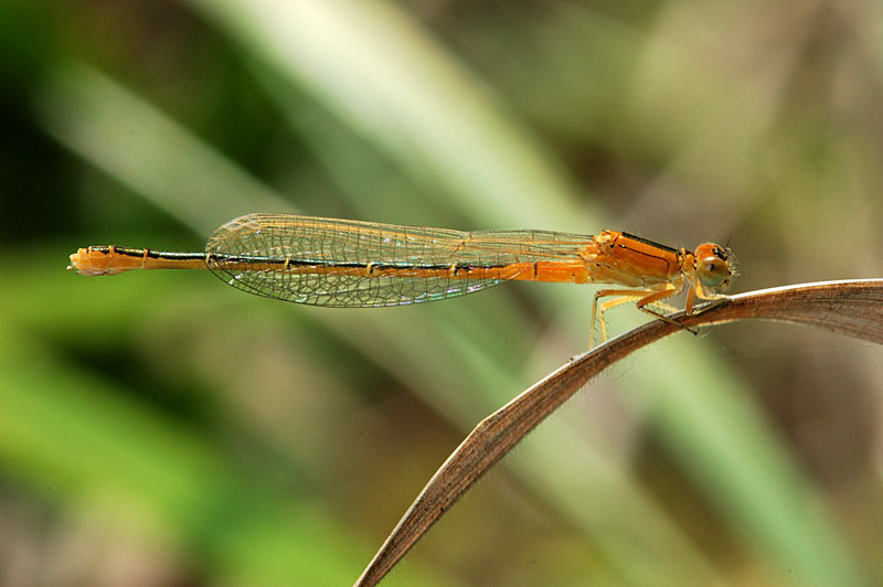 Ischnura pumilio (f. aurantiaca)
