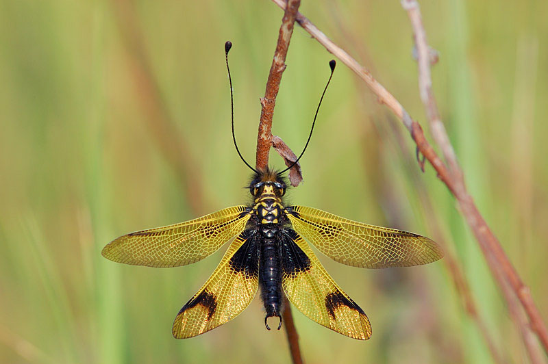 Libelluloides longicornis