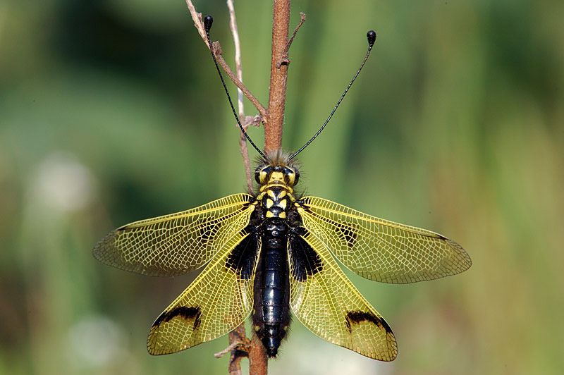 Libelluloides longicornis