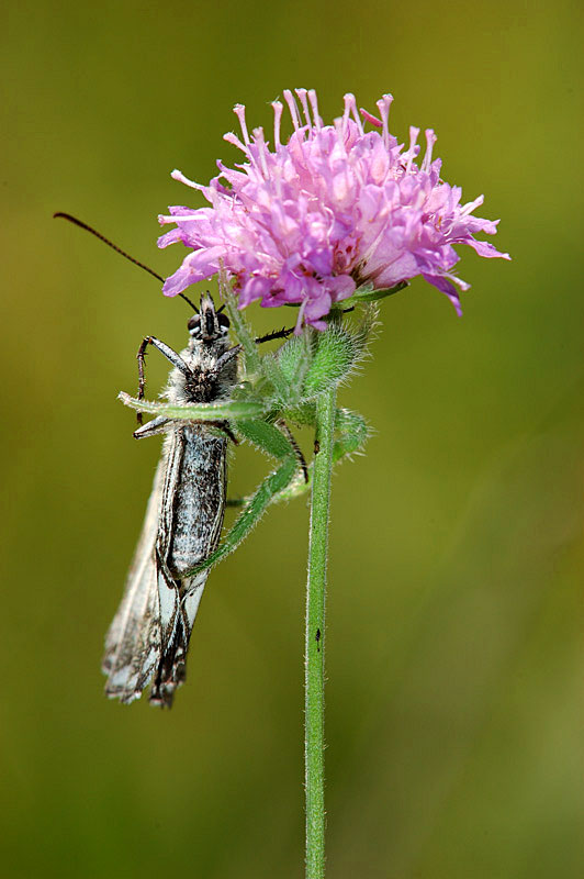 Abbraccio mortale (Heriaeus preda farfalla)