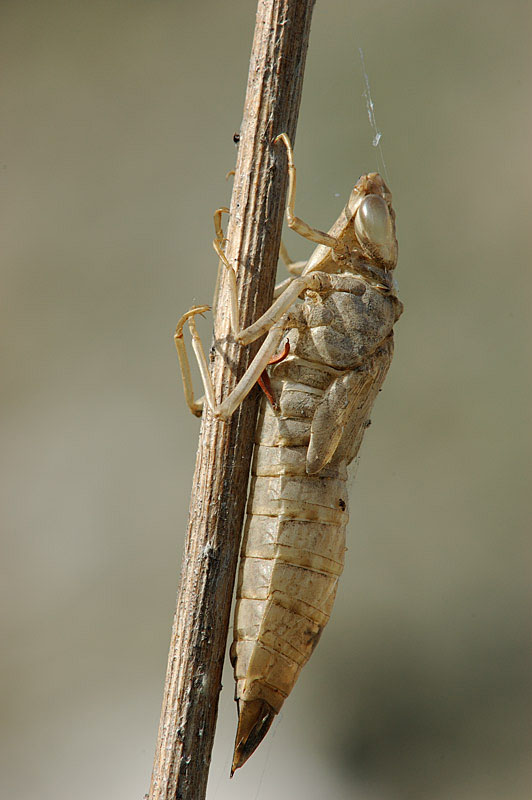 Anax ephippiger  femmina+esuvia