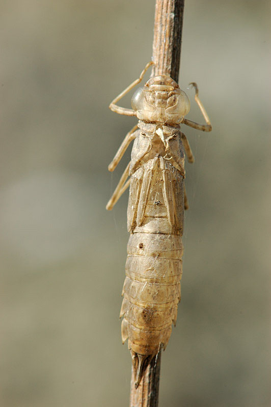 Anax ephippiger  femmina+esuvia