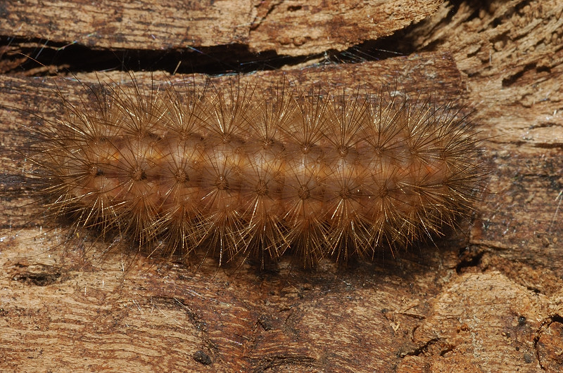 Bruco di Phragmatobia fuliginosa