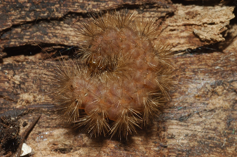 Bruco di Phragmatobia fuliginosa