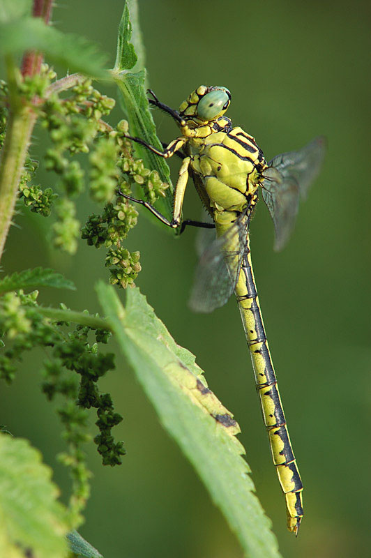 Gomphus flavipes