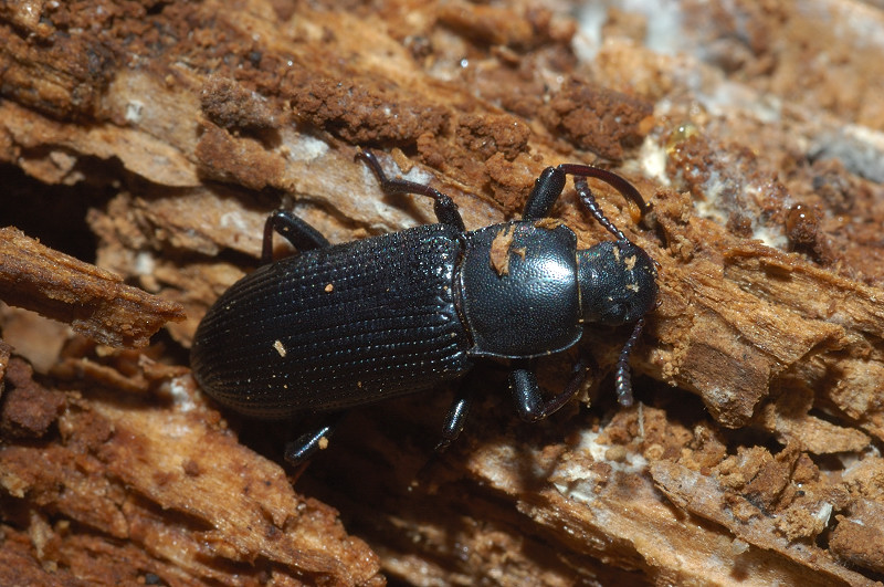 Sotto la corteccia: Menephilus cylindricus (Tenebrionidae)