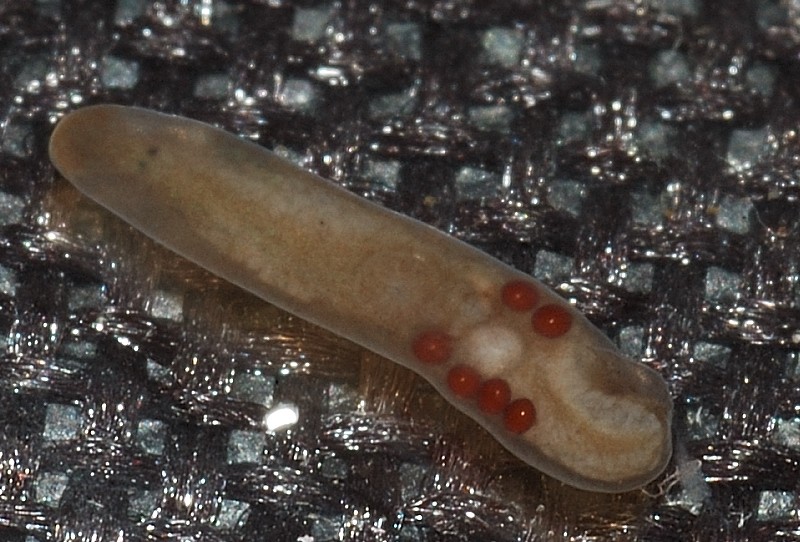 Microscopia delle acque astatiche del Bosco di Foglino