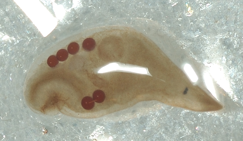Microscopia delle acque astatiche del Bosco di Foglino