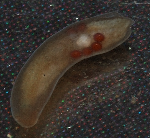 Microscopia delle acque astatiche del Bosco di Foglino