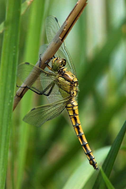 Libellulidae:Orthetrum cancellatum