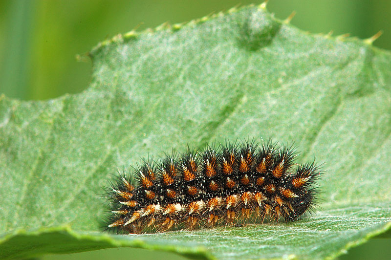 Bruco di Melitaea phoebe