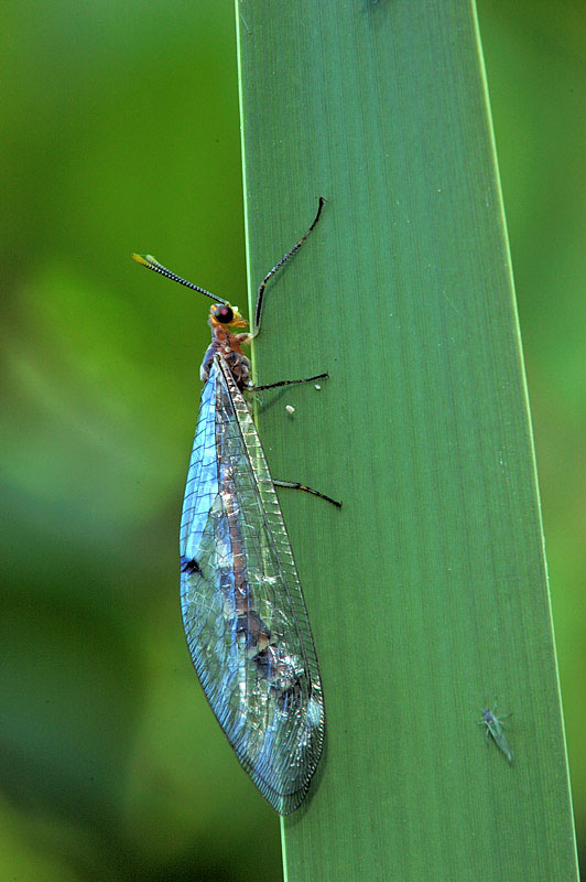 Megistopus flavicornis