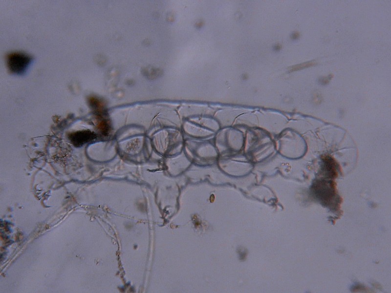 Microscopia delle acque astatiche del Bosco di Foglino