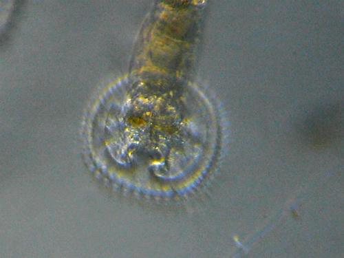 Microscopia delle acque astatiche del Bosco di Foglino