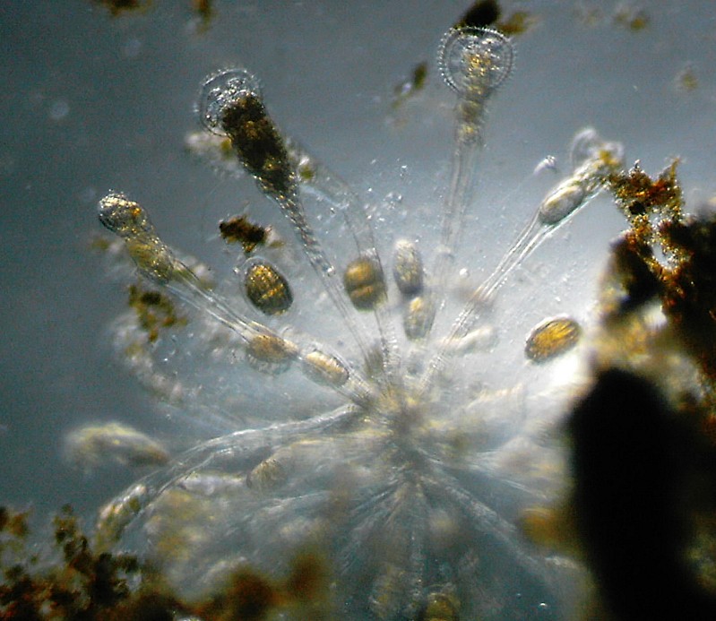 Microscopia delle acque astatiche del Bosco di Foglino