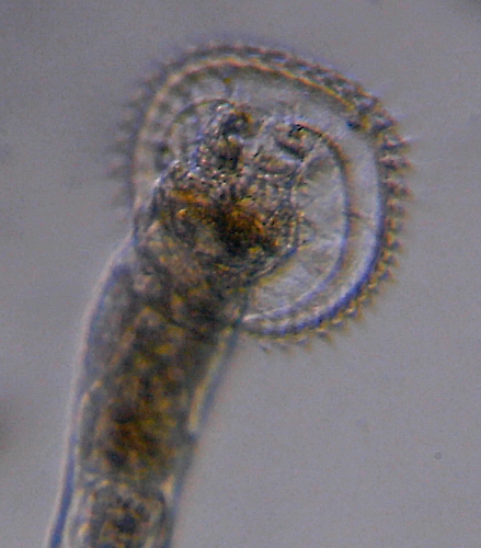 Microscopia delle acque astatiche del Bosco di Foglino