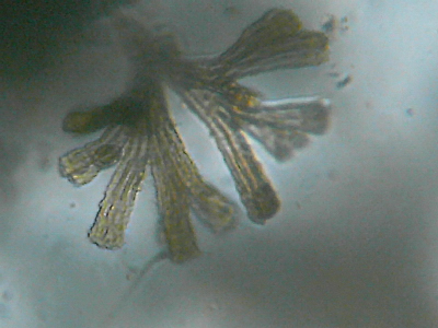 Microscopia delle acque astatiche del Bosco di Foglino