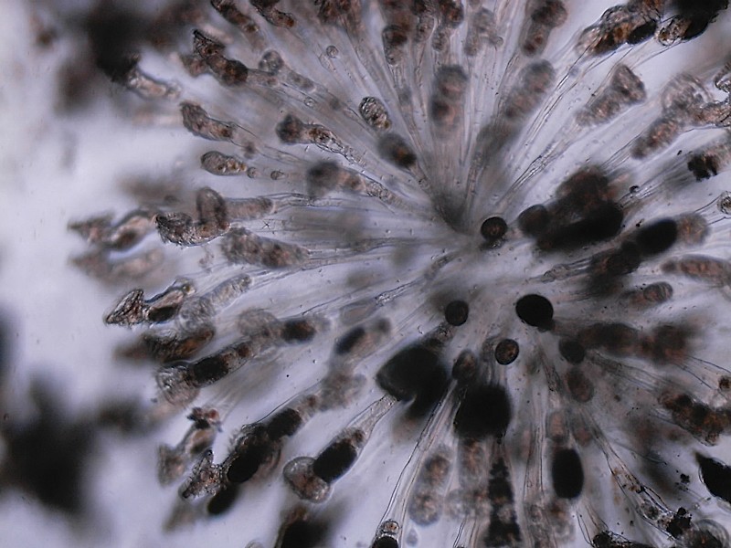 Microscopia delle acque astatiche del Bosco di Foglino