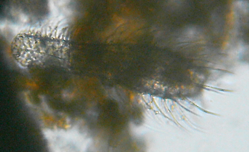 Microscopia delle acque astatiche del Bosco di Foglino