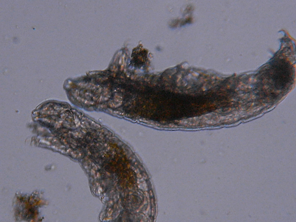 Microscopia delle acque astatiche del Bosco di Foglino