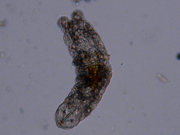 Microscopia delle acque astatiche del Bosco di Foglino