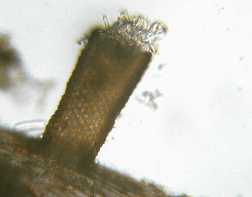 Microscopia delle acque astatiche del Bosco di Foglino