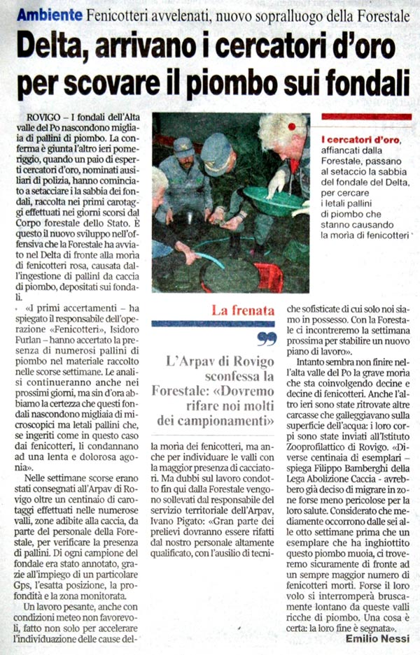 Fenicotteri nel Delta del Po