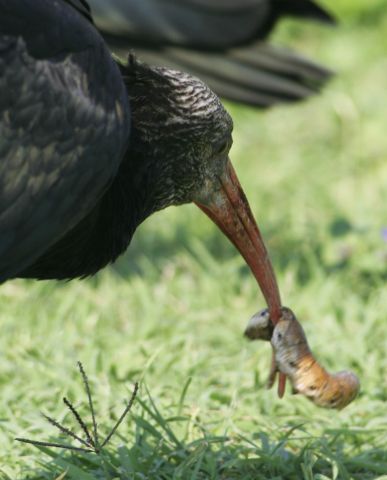 Ibis eremita! Geronticus eremita
