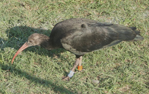 Ibis eremita! Geronticus eremita