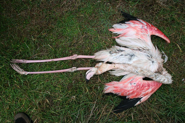 Fenicotteri nel Delta del Po