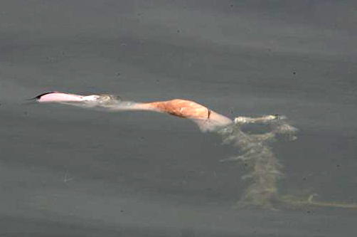 Fenicotteri nel Delta del Po