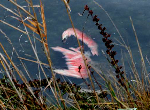 Fenicotteri nel Delta del Po