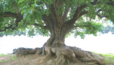 albero dalle radici
