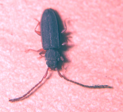 identificazione micro coleotteri!