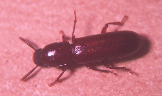 identificazione micro coleotteri!
