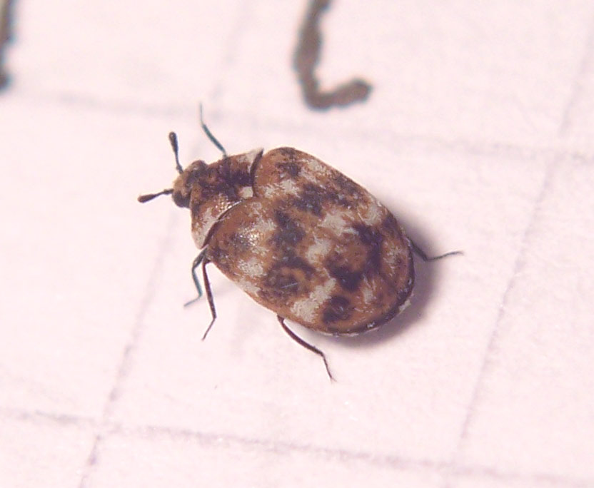 micro coleottero:  Anthrenus verbasci