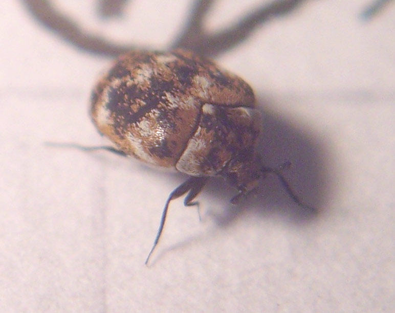 micro coleottero:  Anthrenus verbasci