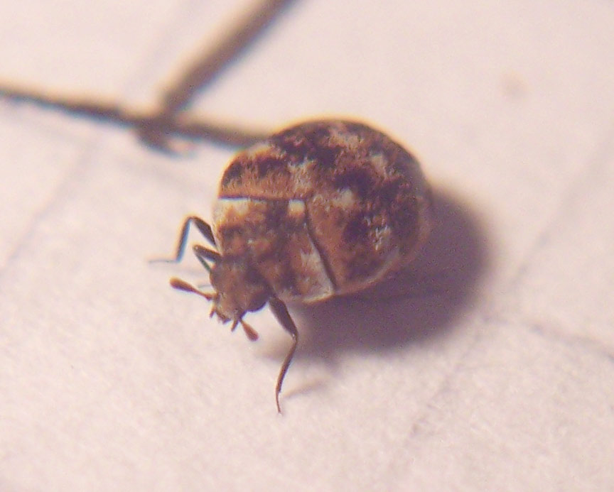 micro coleottero:  Anthrenus verbasci