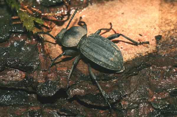 tenebrionidae