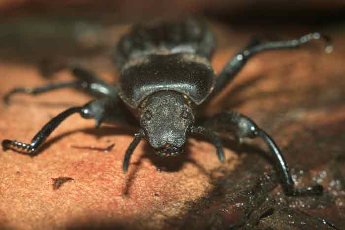 tenebrionidae