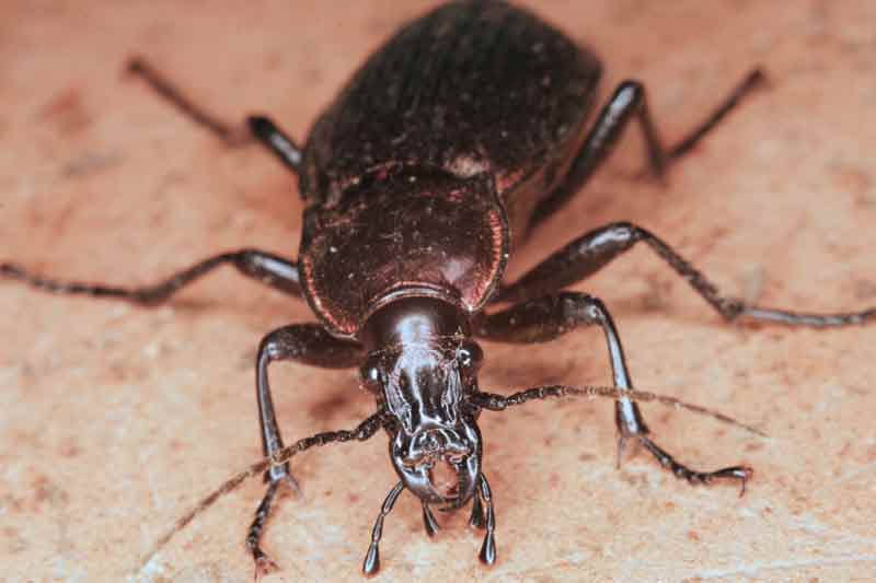 altro coleottero: Carabus morbillosus