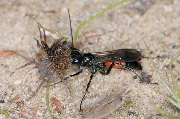 Pompilidae: Priocnemis sp. (cf.)